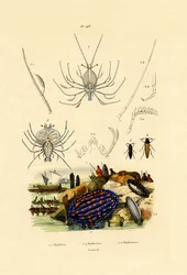 Limace de Mer